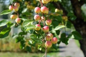 fruitboom voedselbos